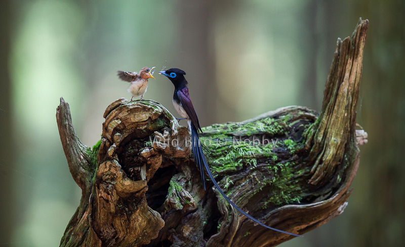 精彩野生动物摄影 领略自然的原始野性美