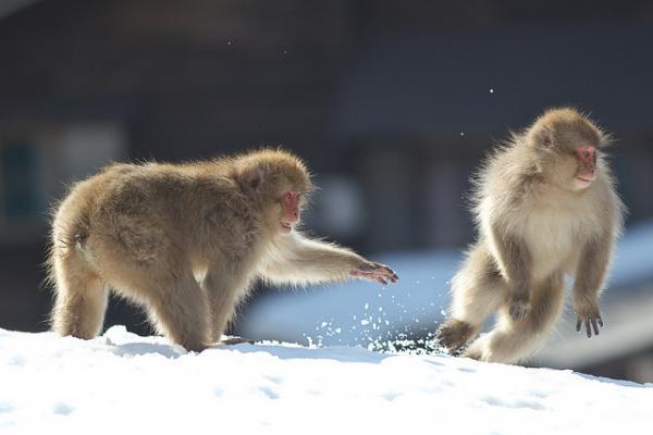 持田正志：日本长野地狱谷捕捉雪猴族群