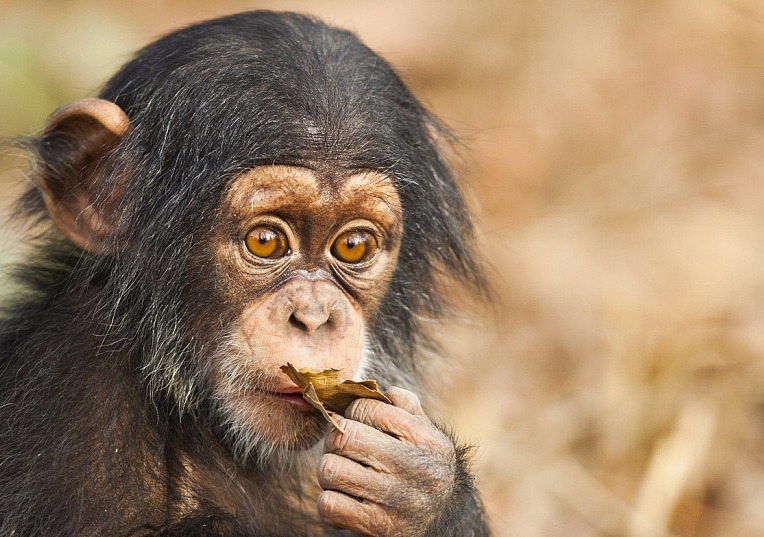 几内亚孤儿黑猩猩救护站里畅玩学技能