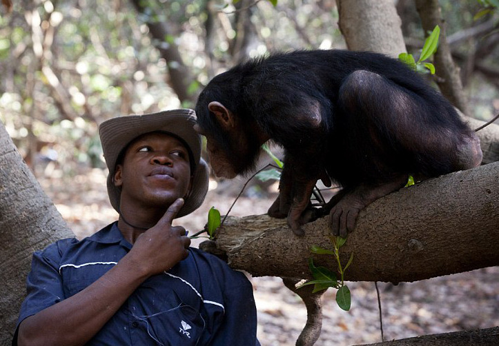 几内亚孤儿黑猩猩救护站里畅玩学技能