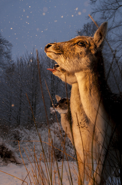 佳作抢鲜看：2015英国野生动物摄影奖