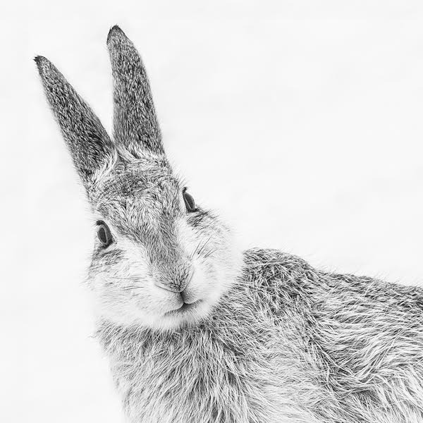 佳作抢鲜看：2015英国野生动物摄影奖
