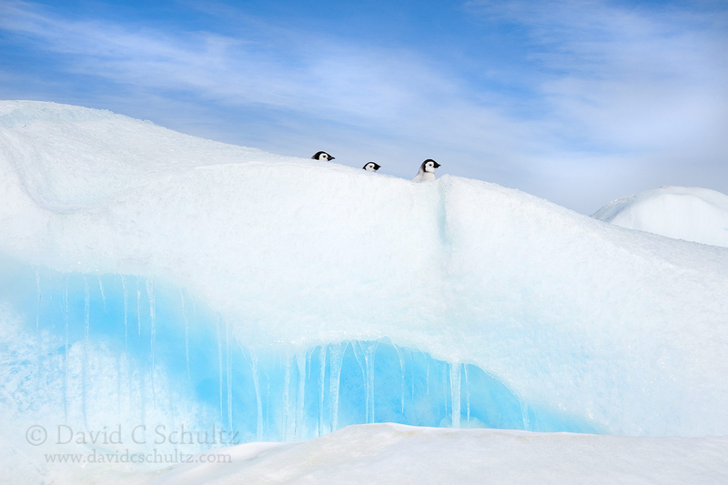 神奇的蓝色星球 探秘南北两极的冰雪世界