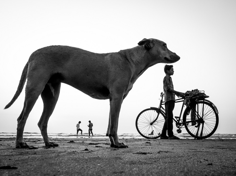 孟买街头纪实：人与狗的日常点滴记录