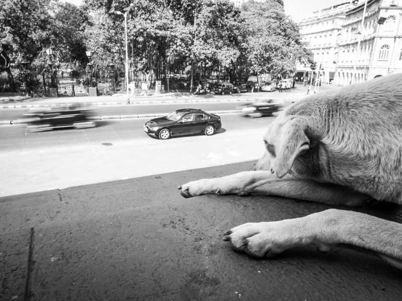孟买街头纪实：人与狗的日常点滴记录