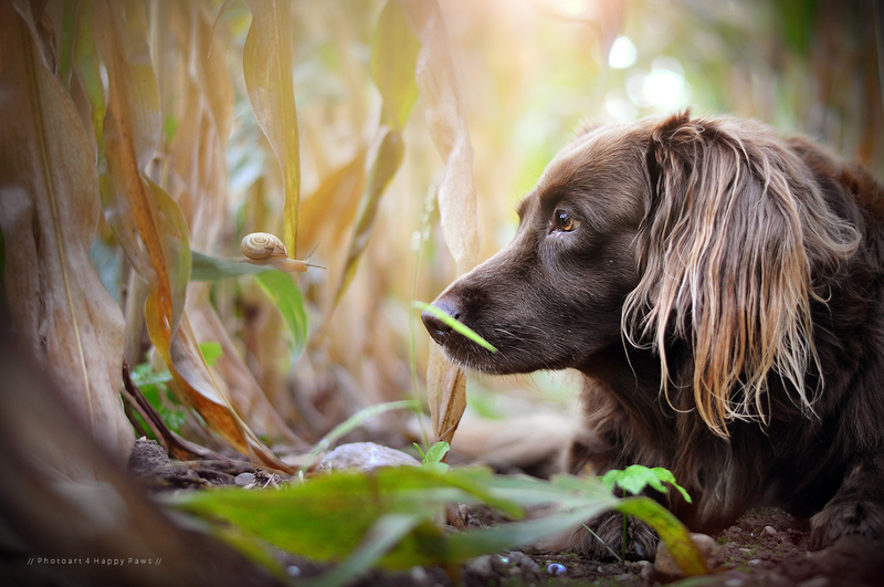 50张治愈的宠物摄影 单身狗的梦幻肖像