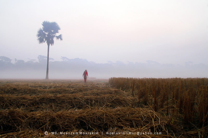 追风筝的人：充满异域风情的孟加拉映像