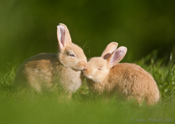 每一张都萌翻：不要吃兔兔 兔兔那么可爱