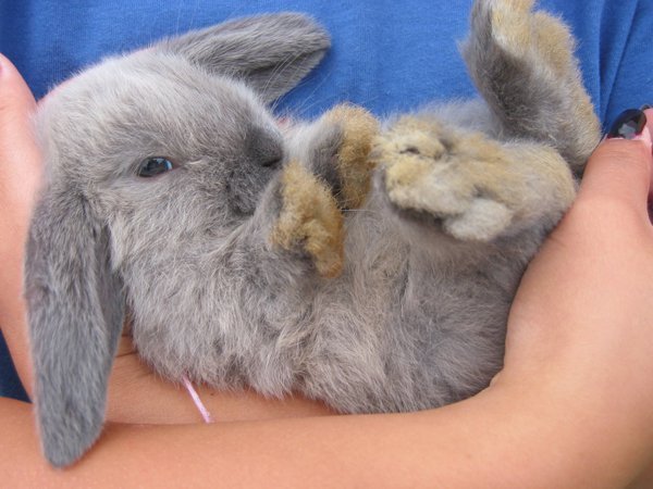 每一张都萌翻：不要吃兔兔 兔兔那么可爱