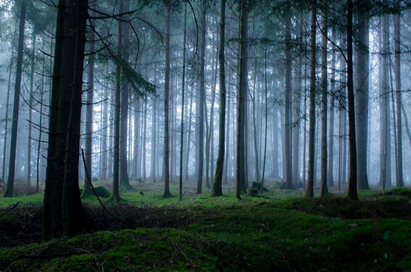 没有污染的迷雾森林 这才是尽情呼吸的地方