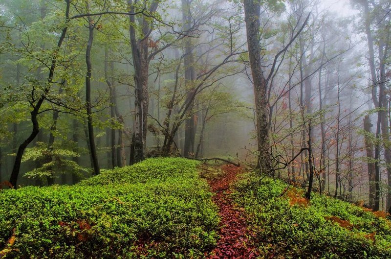 没有污染的迷雾森林 这才是尽情呼吸的地方