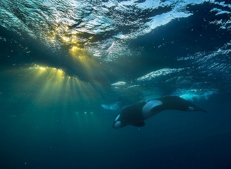 用影像去记录北极 感受鲸鱼带来的震撼