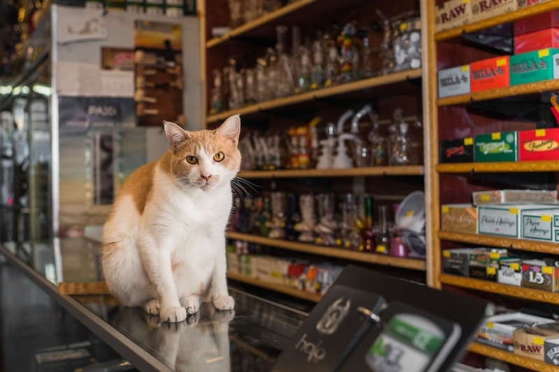 喵星人即将占领地球 摄影师拍纽约商店里的猫