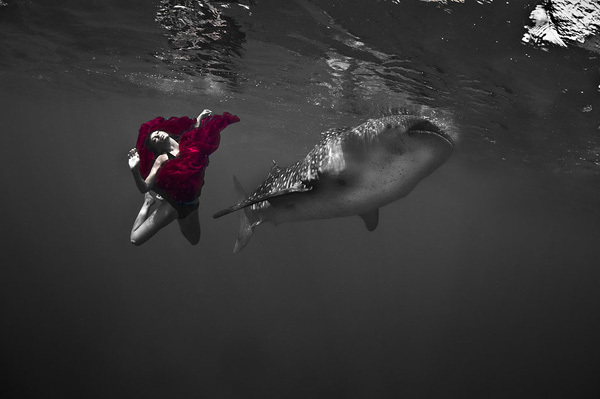 与鲸鲨一起畅游大海 人类与动物的和谐之舞