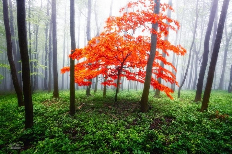 草落叶红秋意浓 摩拉维亚的森林里秋日美景