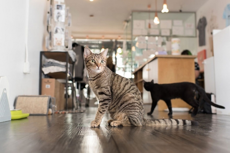 喵星人即将占领地球 摄影师拍纽约商店里的猫