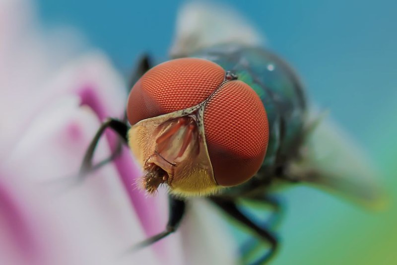 重口味 超真实的昆虫微距摄影