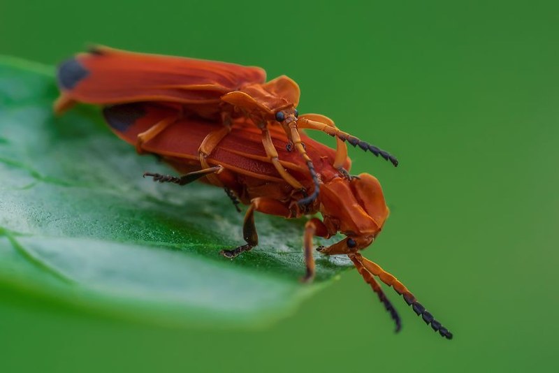 重口味 超真实的昆虫微距摄影