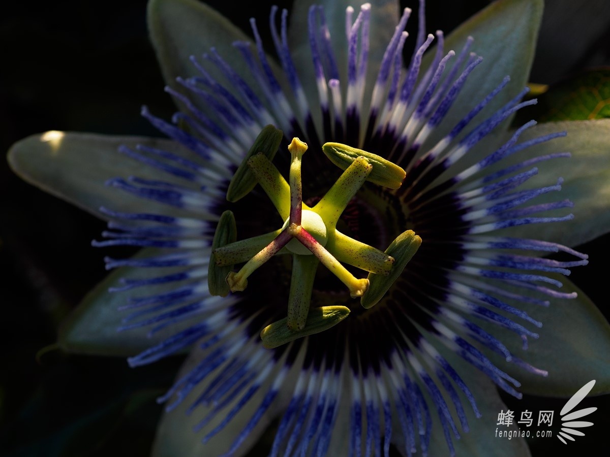 2.5倍放大倍率 奥林巴斯30mm f3.5微距样片