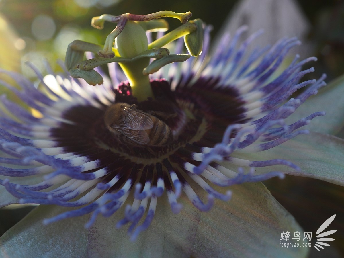 2.5倍放大倍率 奥林巴斯30mm f3.5微距样片