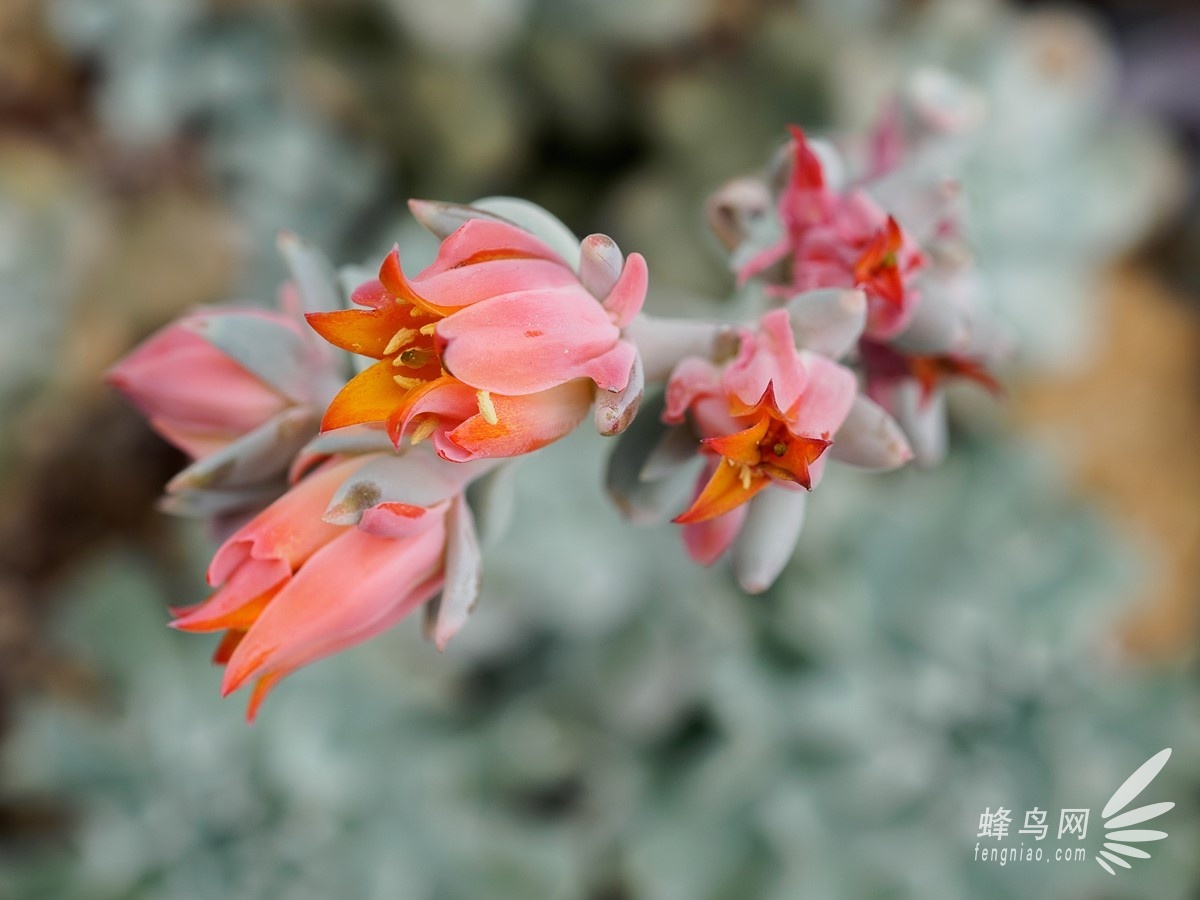 2.5倍放大倍率 奥林巴斯30mm f3.5微距样片