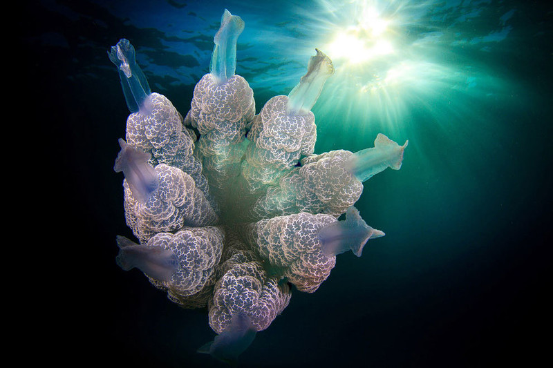 极致水下摄影 晶莹剔透的水母微距摄影作品