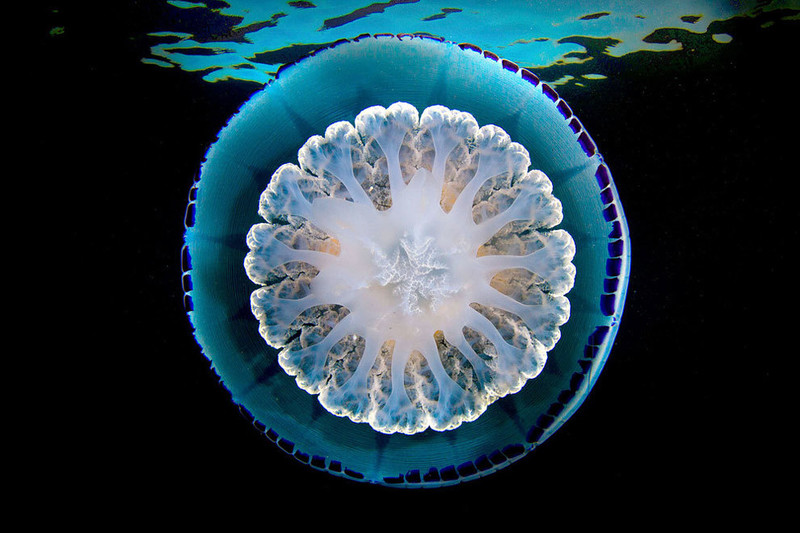 极致水下摄影 晶莹剔透的水母微距摄影作品