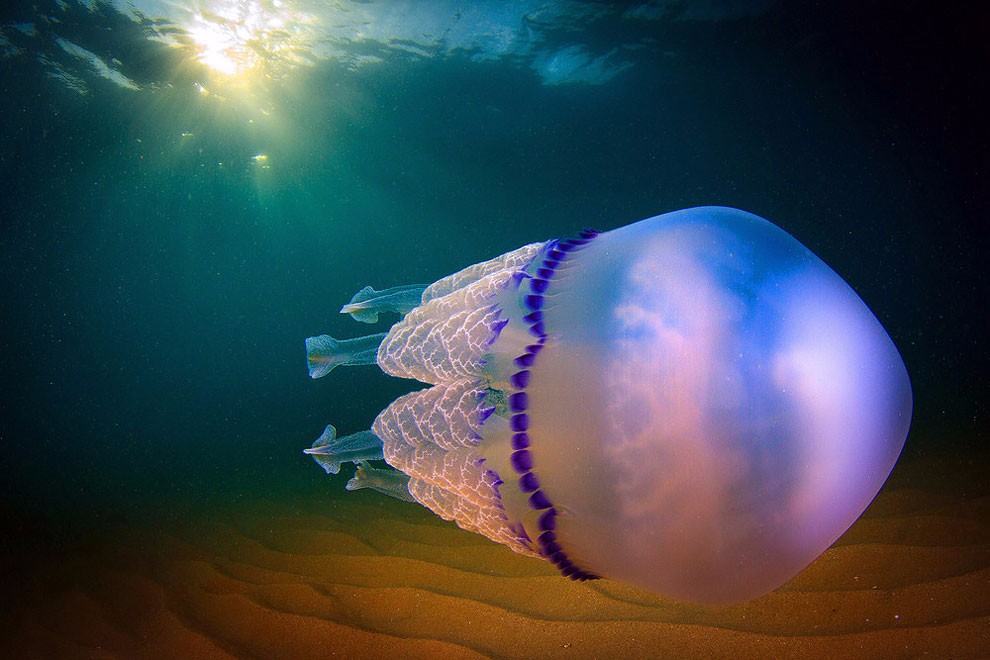 令人惊叹的水母照片 散发淡蓝色微光的神奇动物