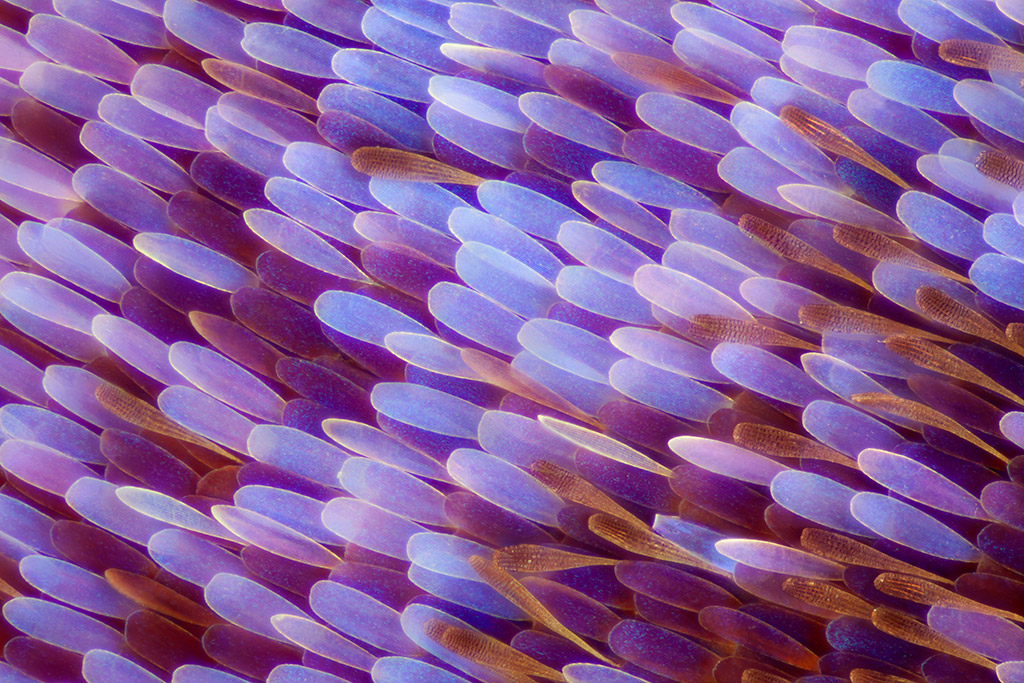 显微镜下的蝴蝶翅膀 色彩迷人 结构精致而细腻