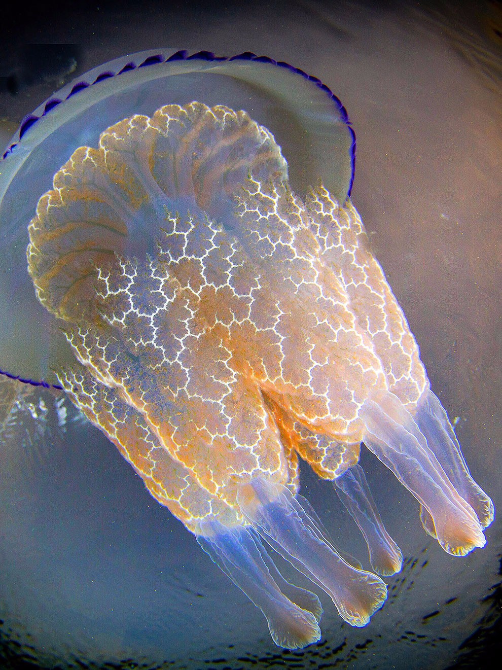 令人惊叹的水母照片 散发淡蓝色微光的神奇动物