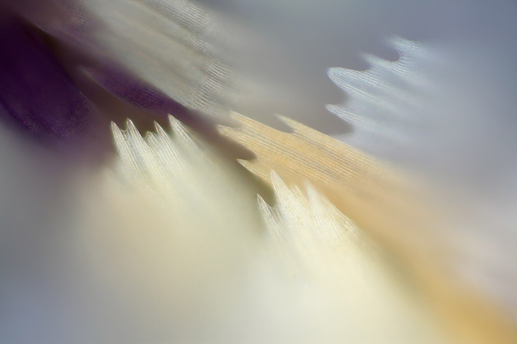显微镜下的蝴蝶翅膀 色彩迷人 结构精致而细腻