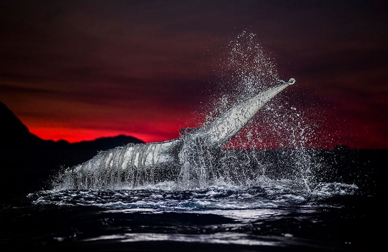 用影像去记录北极 感受鲸鱼带来的震撼