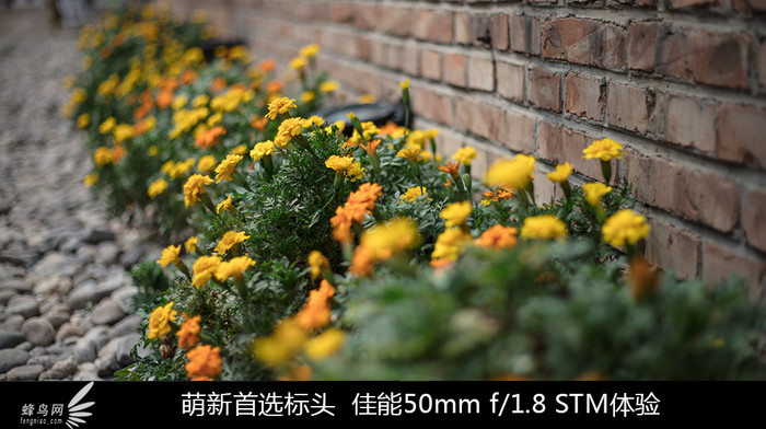 ѡͷ 50mm f/1.8 STM