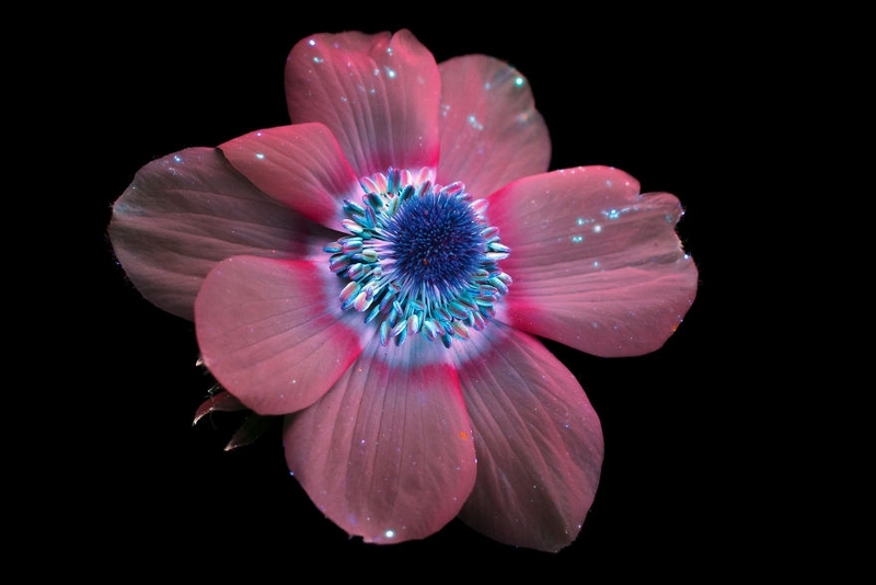 会发光的花朵 摄影师借助荧光材料让花朵发光