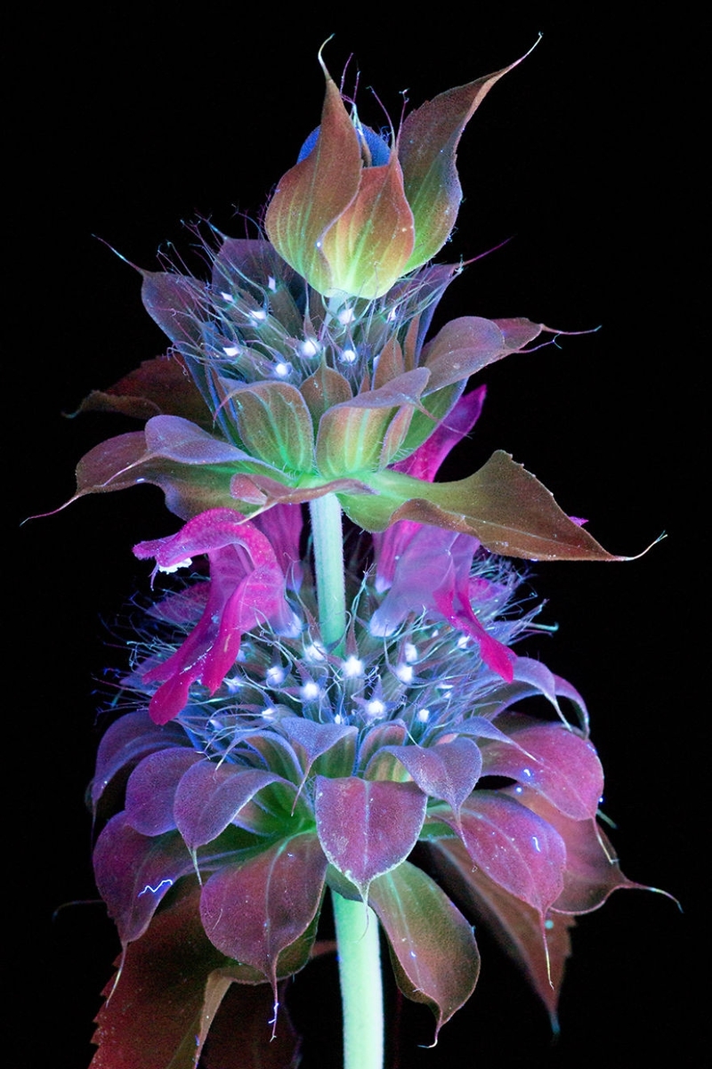 会发光的花朵 摄影师借助荧光材料让花朵发光