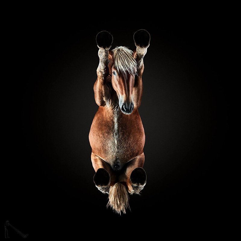 从小动物到马匹 摄影师如何拍摄Under Look