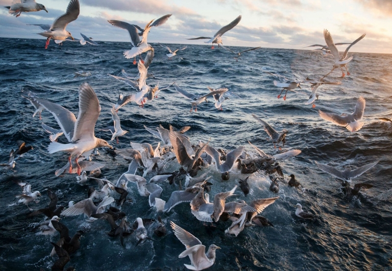 白令海上的捕鱼达人 记录海洋和渔夫的日常生活