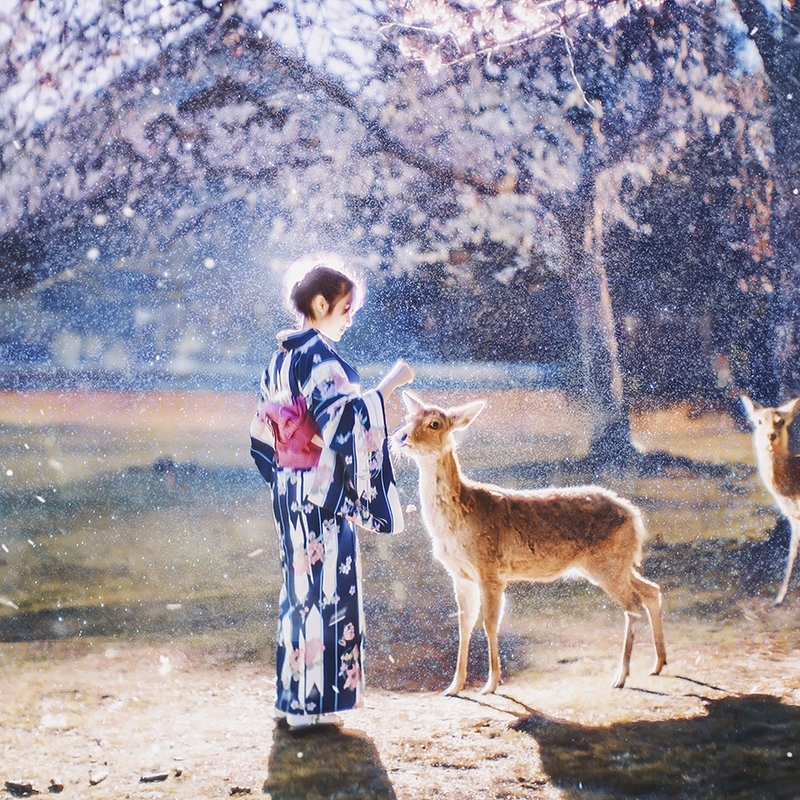 唯美日本行摄大片 独特色彩描绘日本浪漫与喧闹