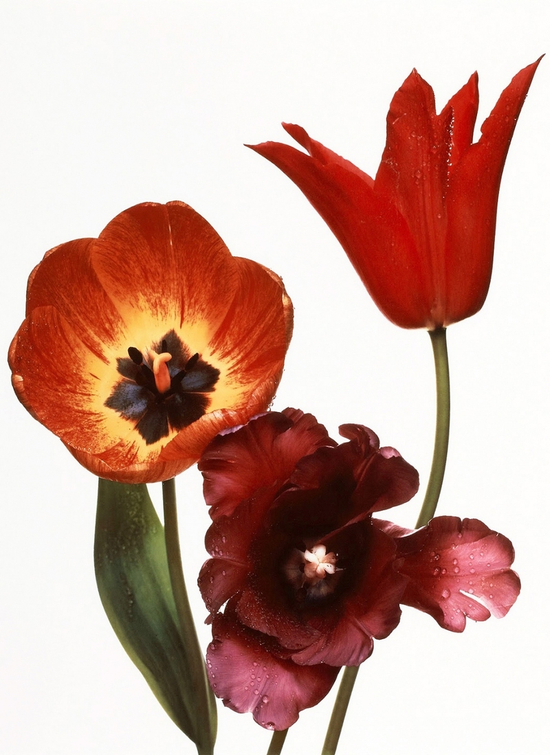 欧文·佩恩眼中的鲜艳花朵 打造如绘画般的质感