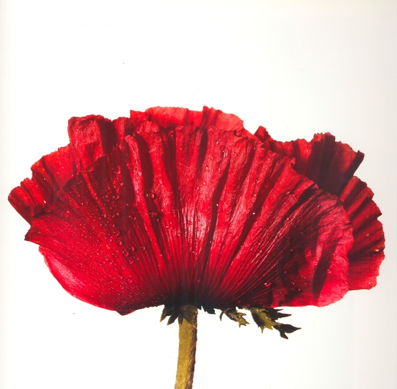 欧文·佩恩眼中的鲜艳花朵 打造如绘画般的质感