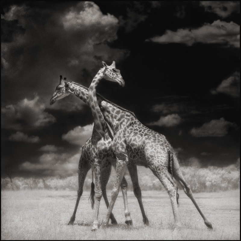 英国摄影师跨越12年拍摄非洲野生动物（上）