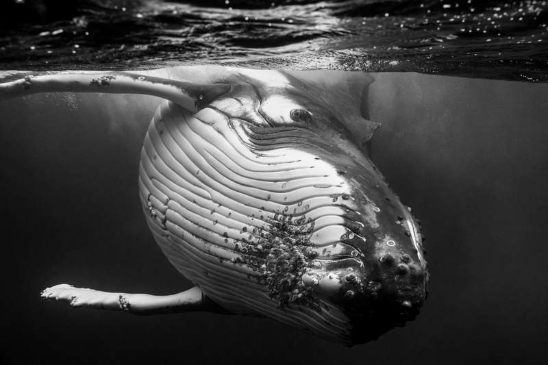 潜入南太平洋 记录海洋中温和的巨人座头鲸