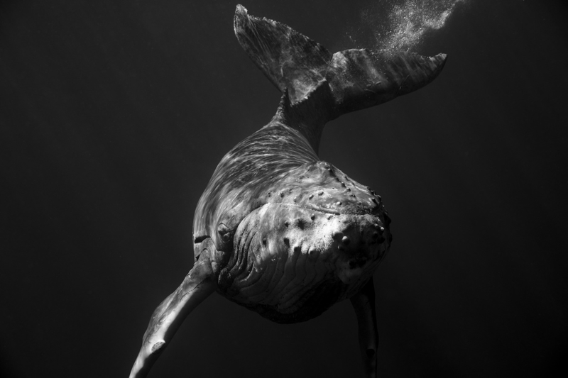潜入南太平洋 记录海洋中温和的巨人座头鲸
