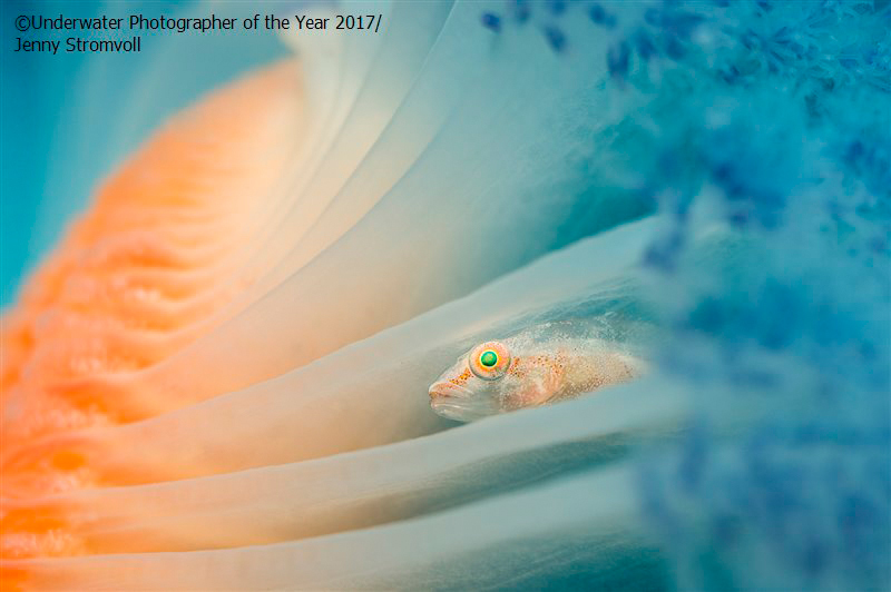 2017年海底世界摄影大赛获奖作品欣赏