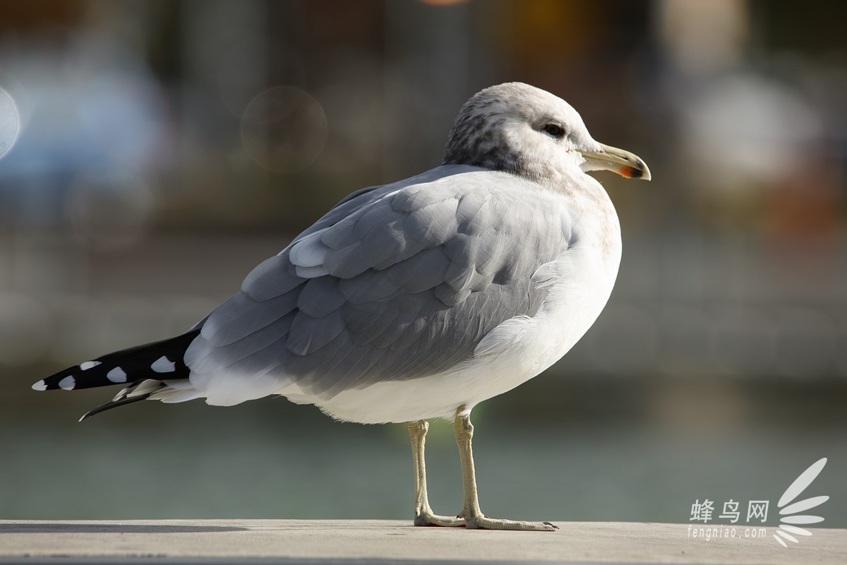 专注运动打鸟 腾龙150-600mm G2街拍样张