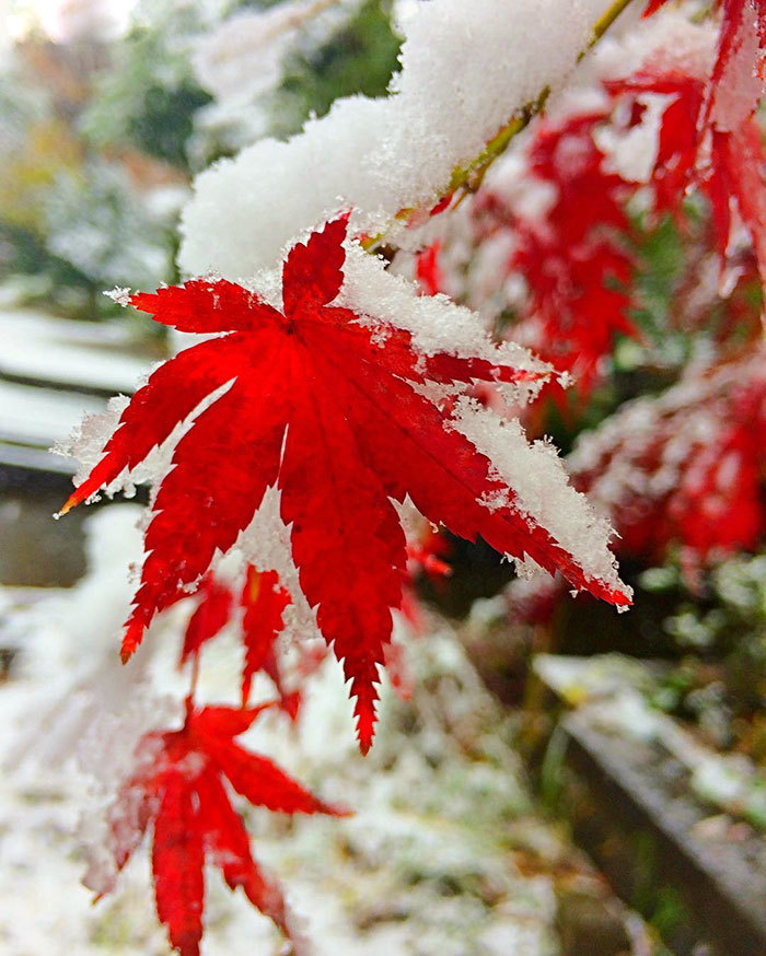 红叶未落尽雪已至 红白色彩下梦幻的东京初雪