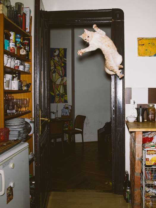 飞翔吧空中飞喵 摄影师这样捕捉猫咪跳跃画面