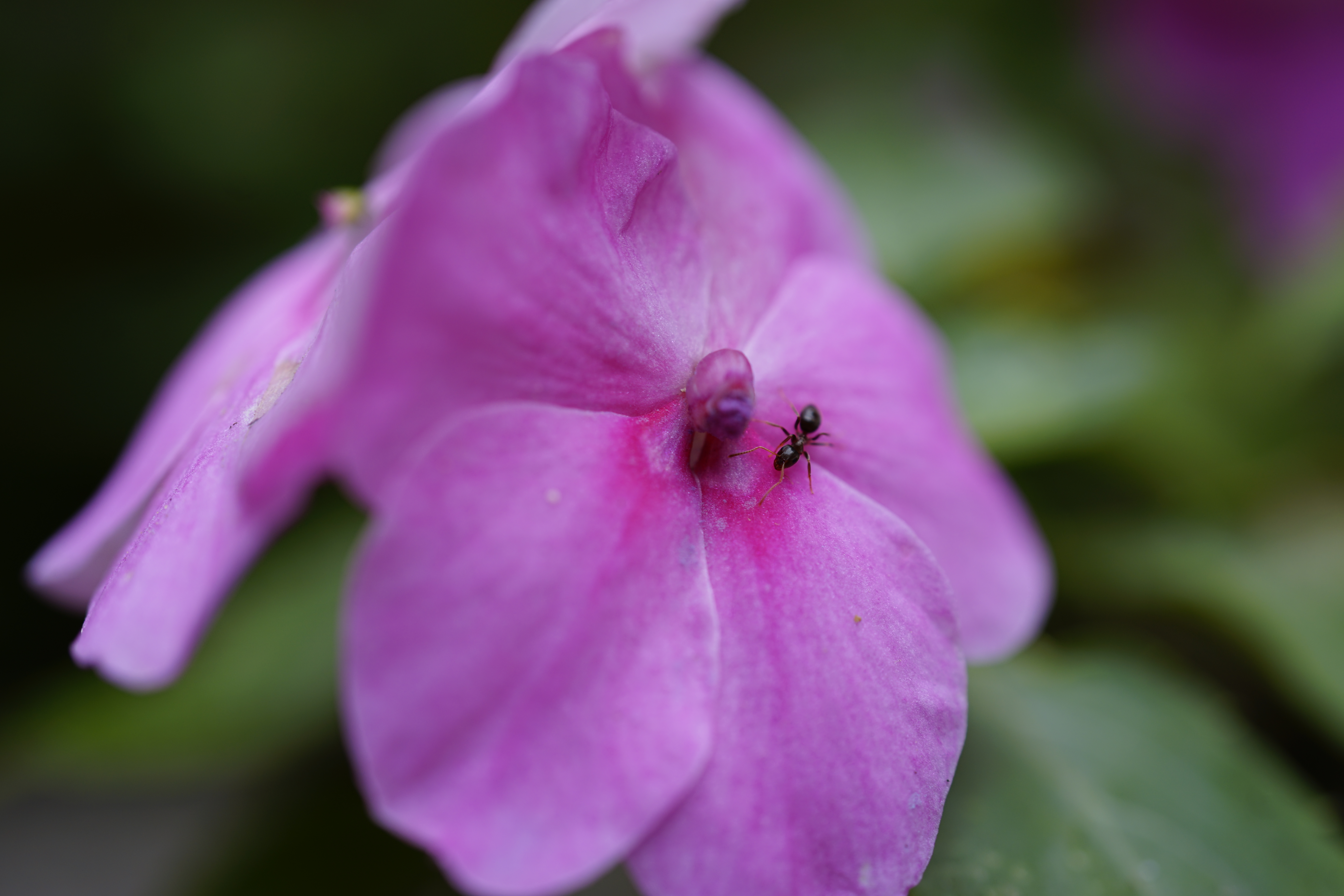 ȫ FE 50mm F2.8΢ྵͷ