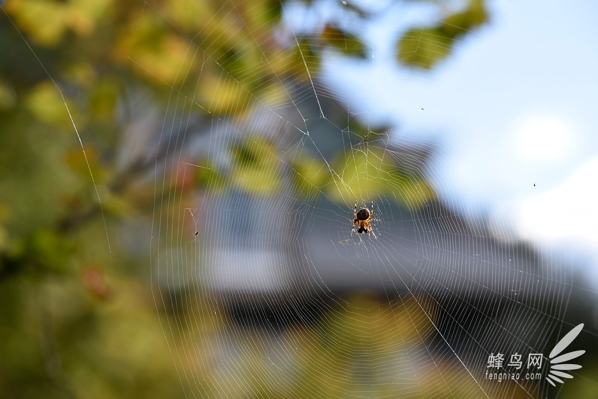 大光圈长焦镜头 尼康105mm F1.4E简单样张