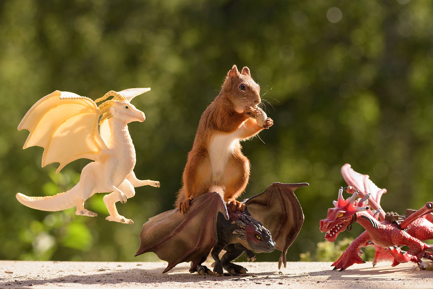 火到动物界的权力的游戏 可爱的松鼠也能客串演出